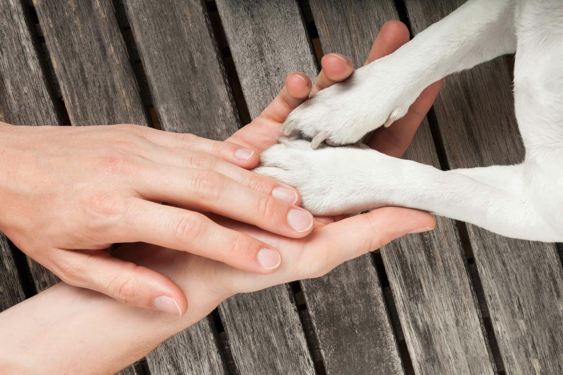 Creating Peaceful Moments in Your Pet’s Final Chapter | Call Us Today!