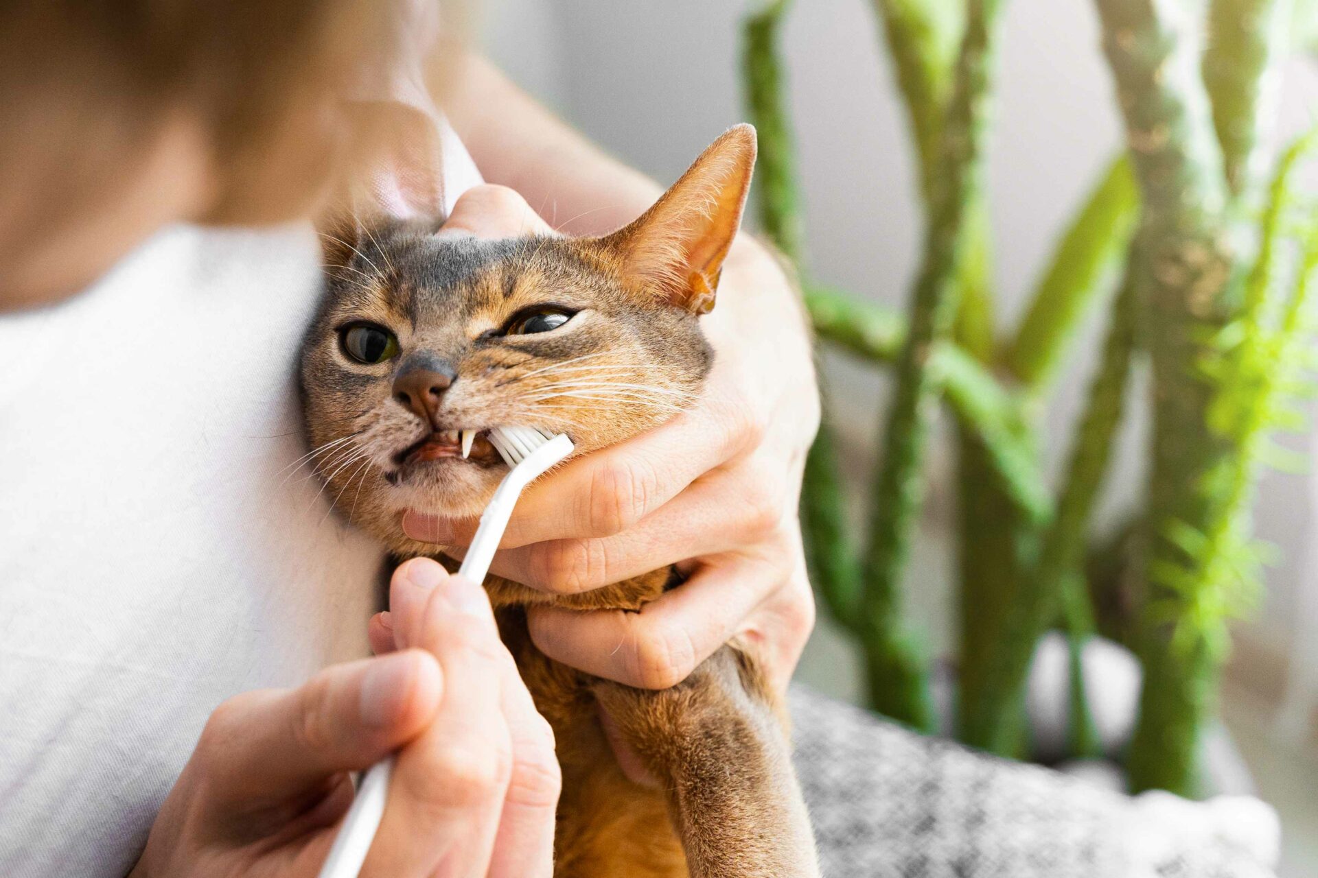 Dental Services for Dogs and Cats