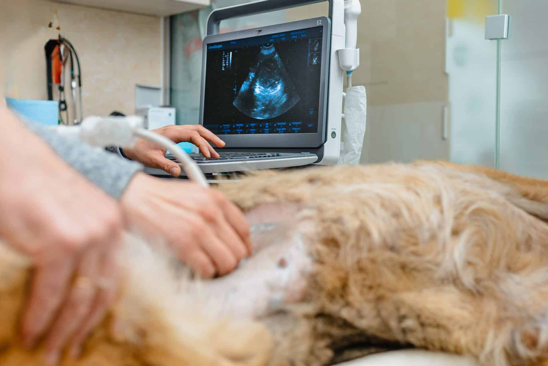 Diagnostics & Imaging