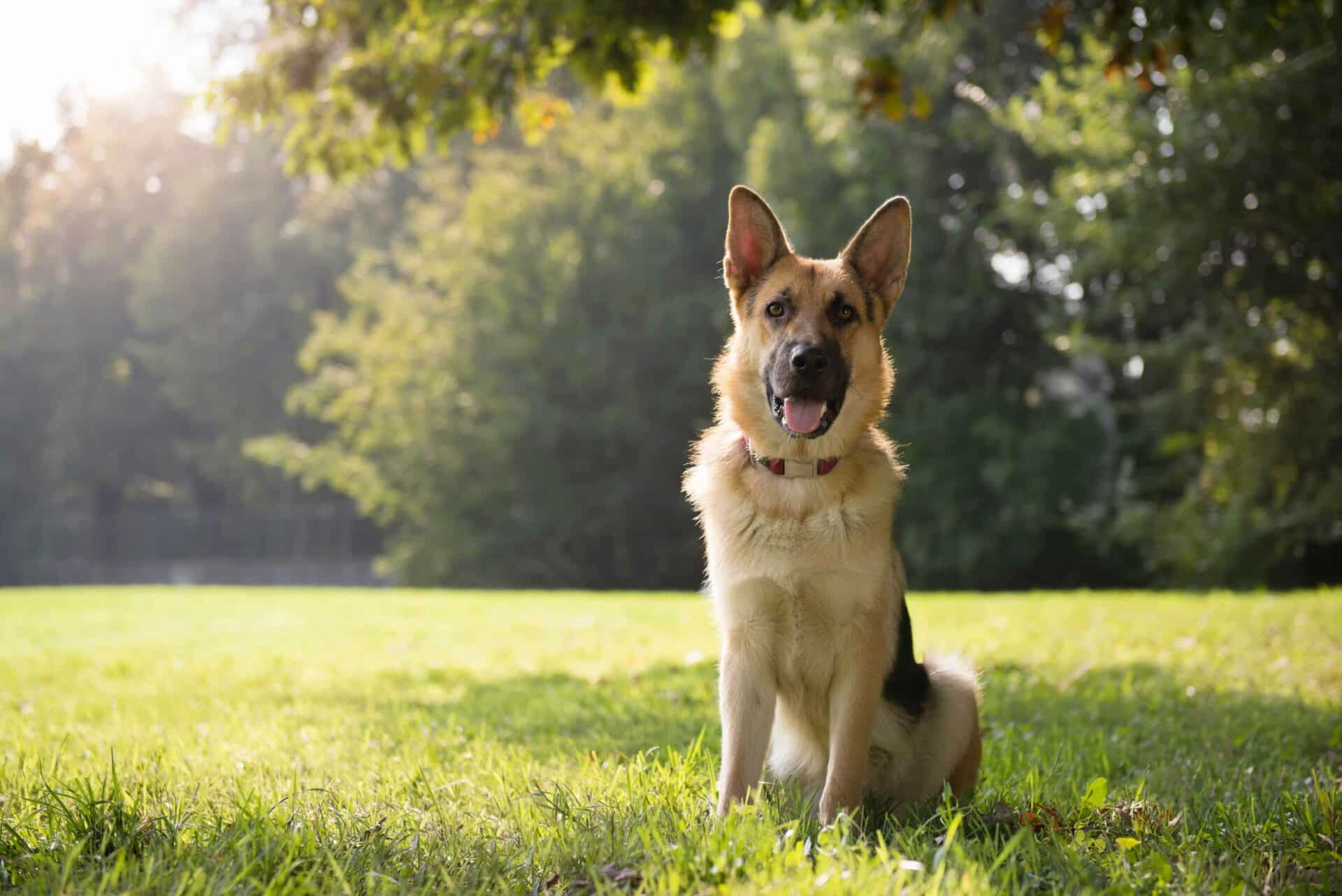 Discover Solutions for Your Pet's Allergies & Skin Issues | Call Us Today!
