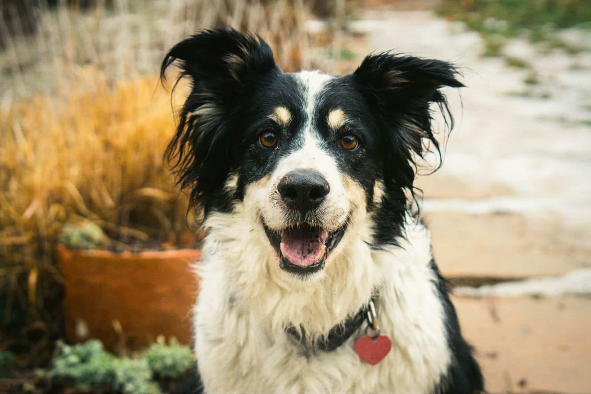 Fight the Bite Keep Your Pet Safe from Heartworm & Lyme Disease