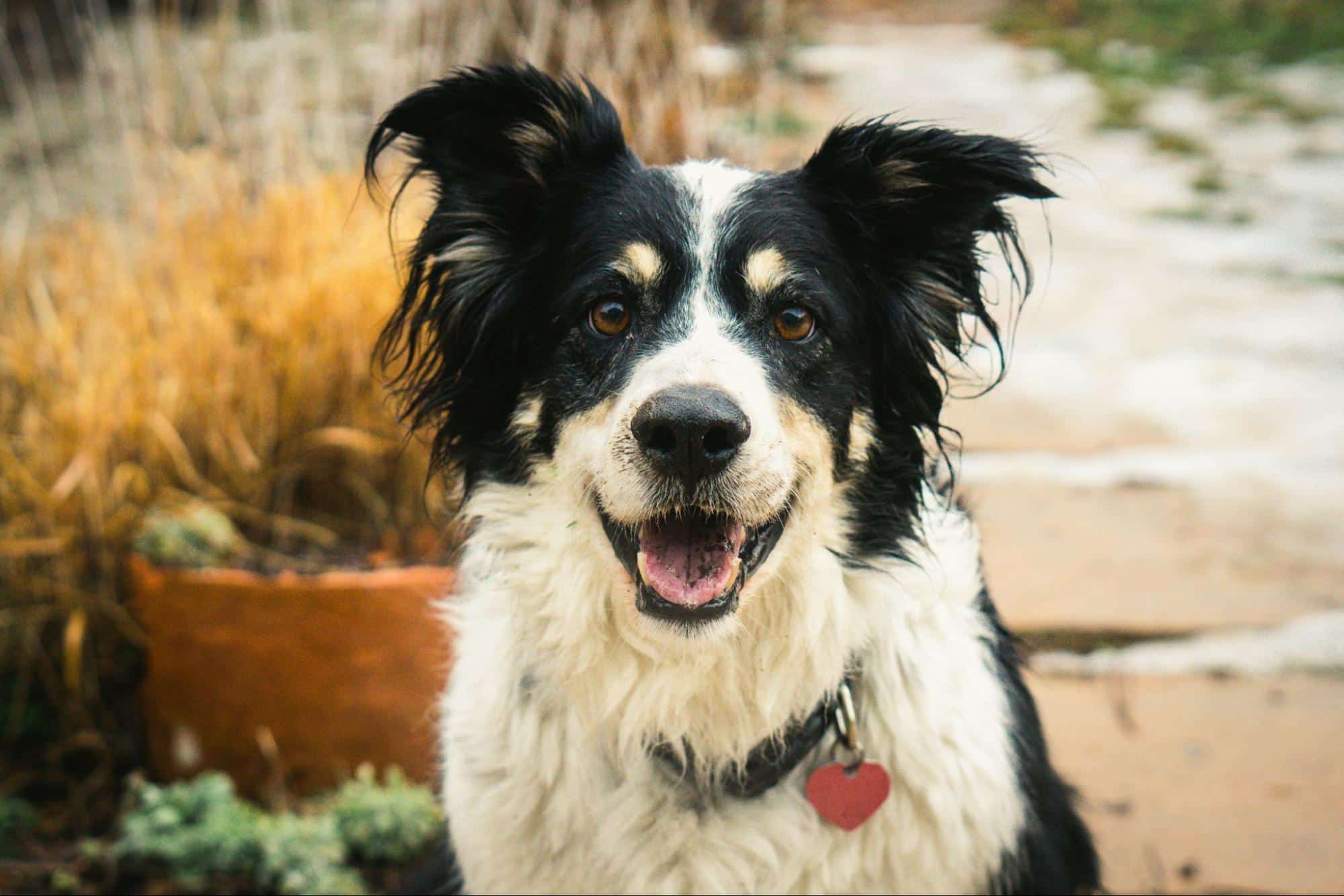 Fight the Bite: Keep Your Pet Safe from Heartworm & Lyme Disease