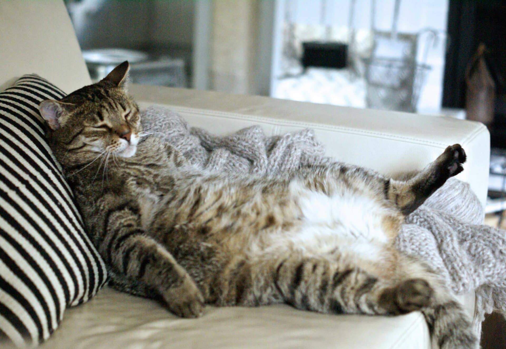 Guided Weight Management for Better Health