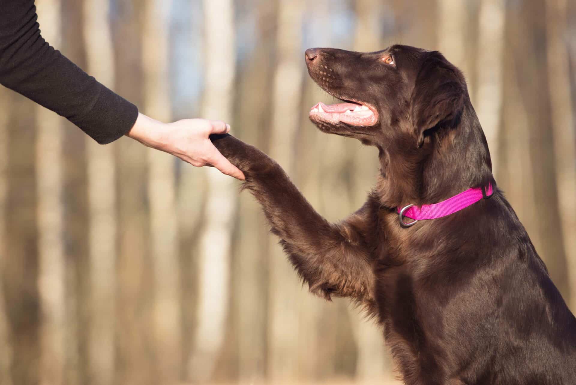 Let’s Get Your Pet on the Right Track