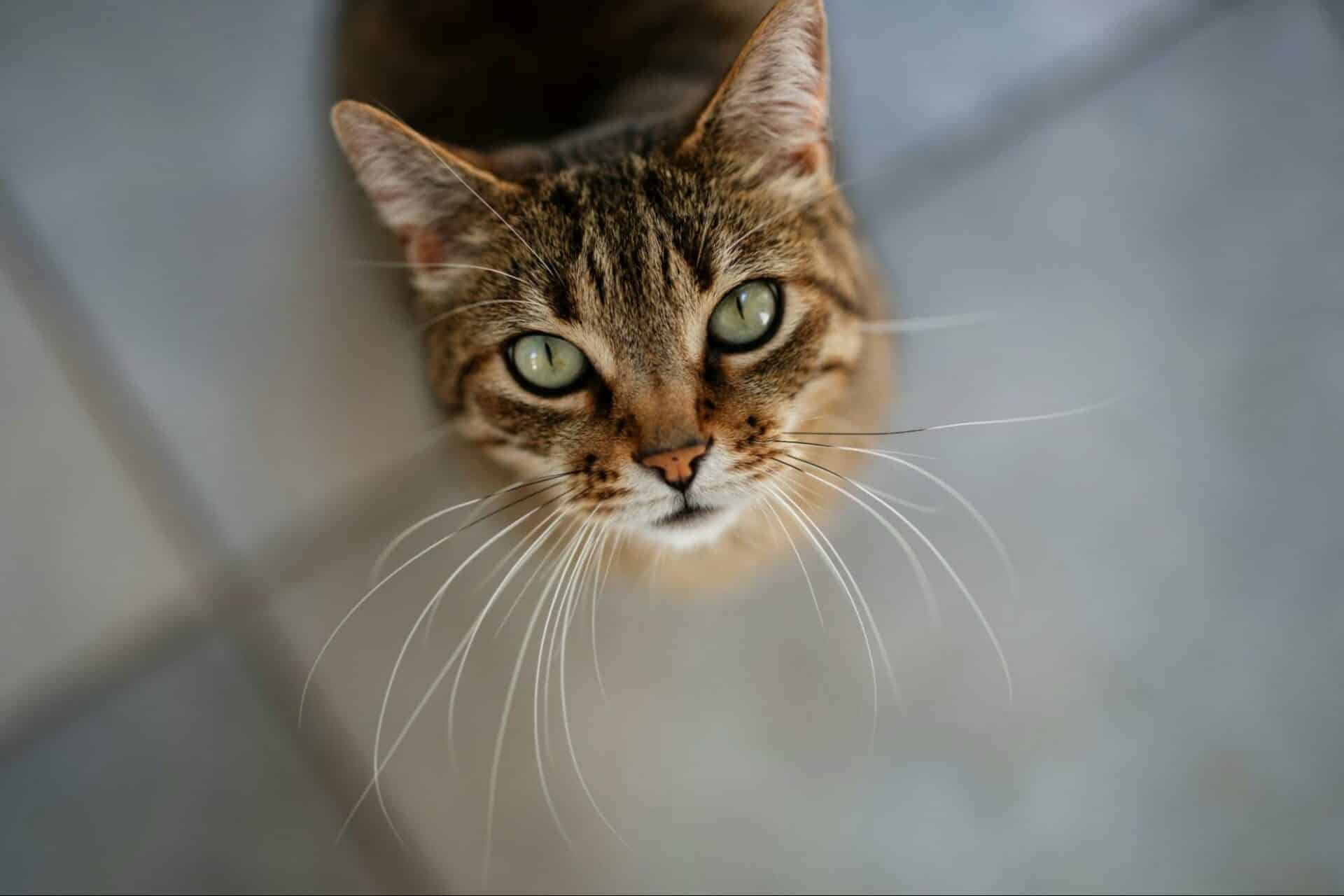 Pet Poison Prevention Common Household Dangers & How to Keep Your Pet Safe