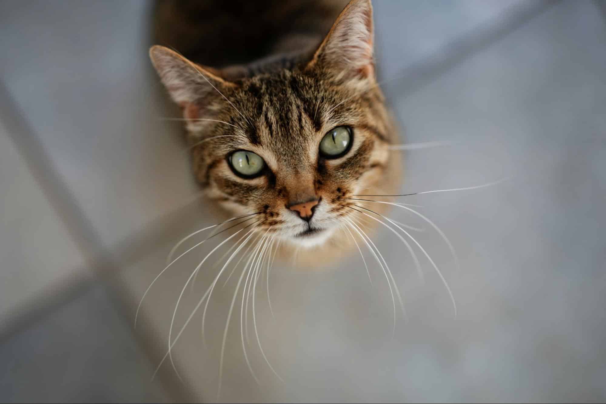 Pet Poison Prevention: Common Household Dangers & How to Keep Your Pet Safe