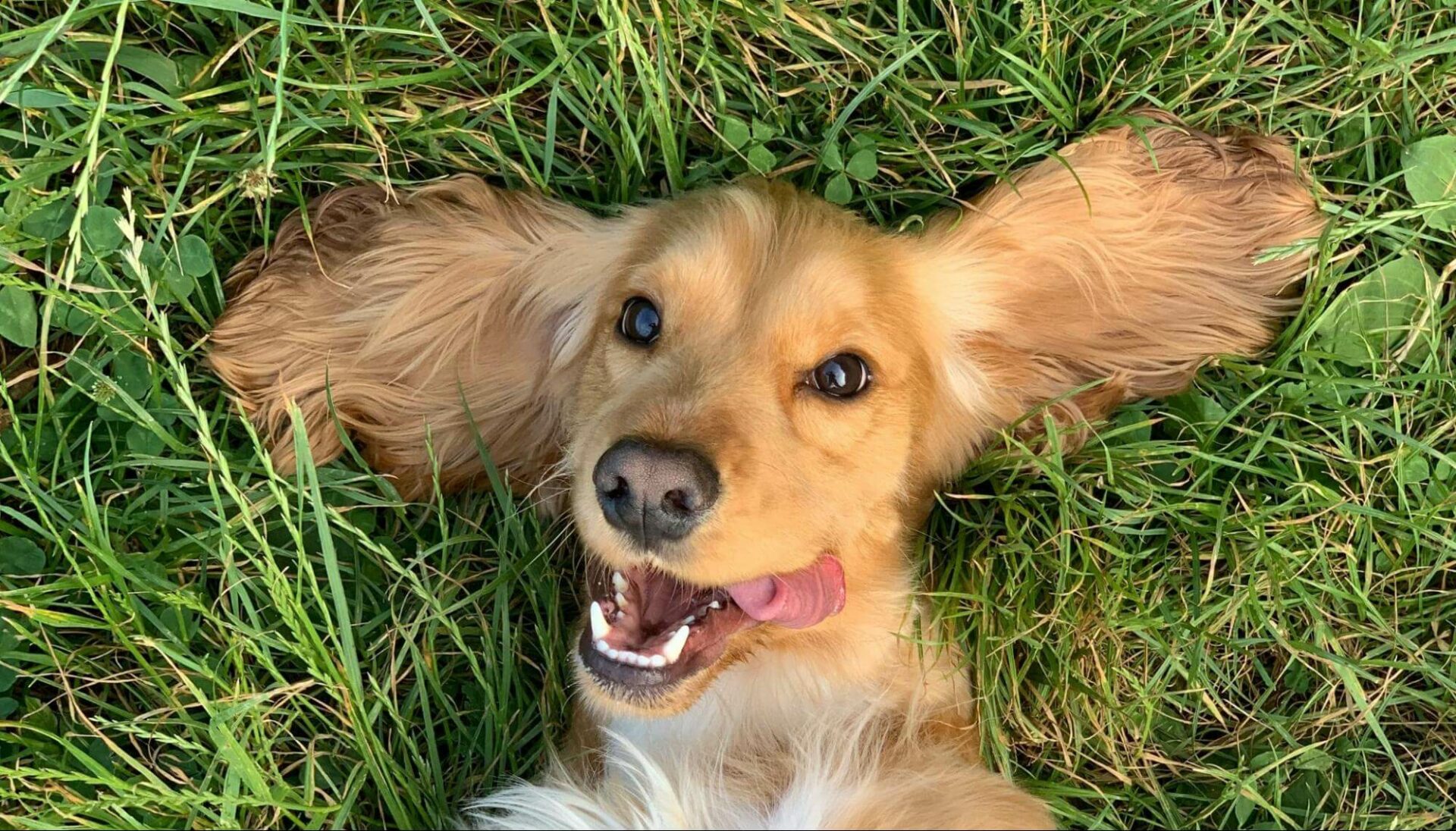 Show Your Pet Some Love With Proper Dental Care