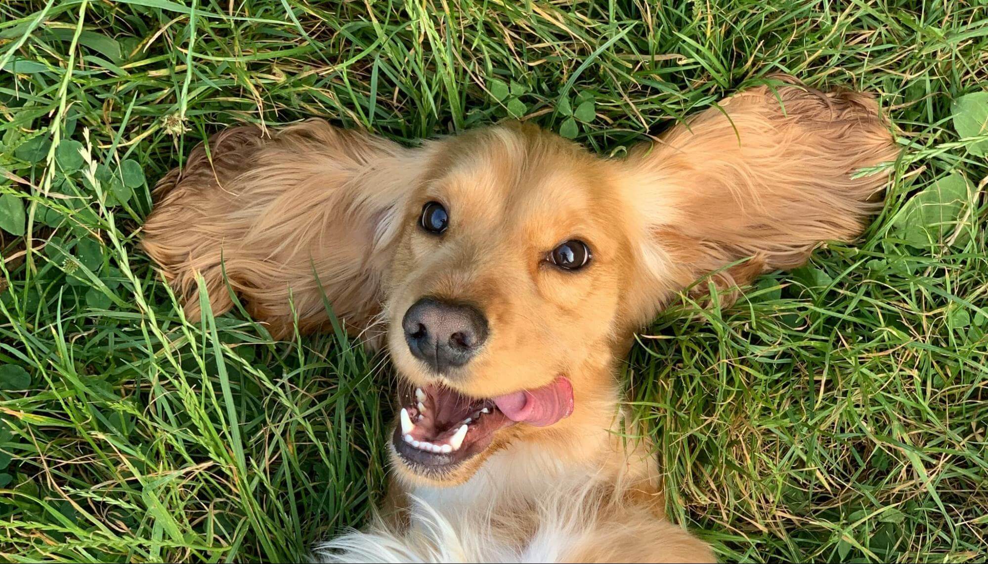 Show Your Pet Some Love With Proper Dental Care