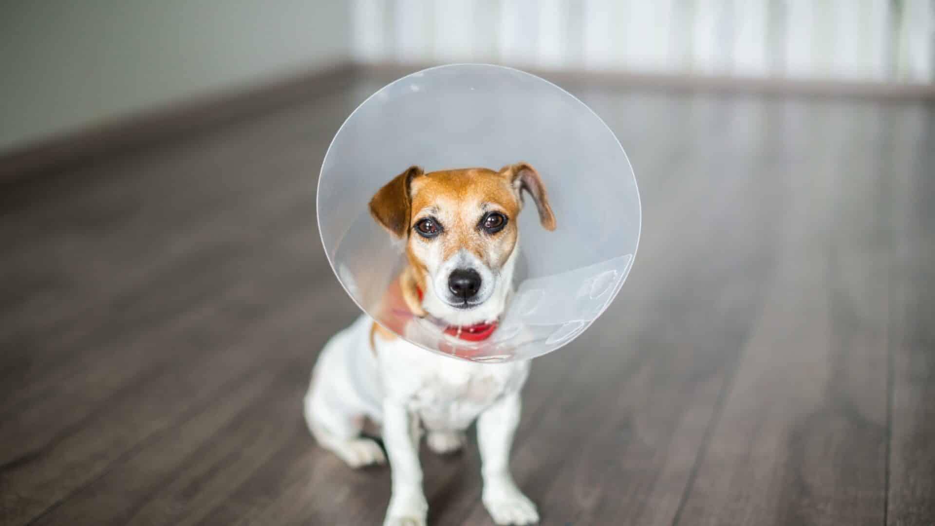 Pet Surgeries