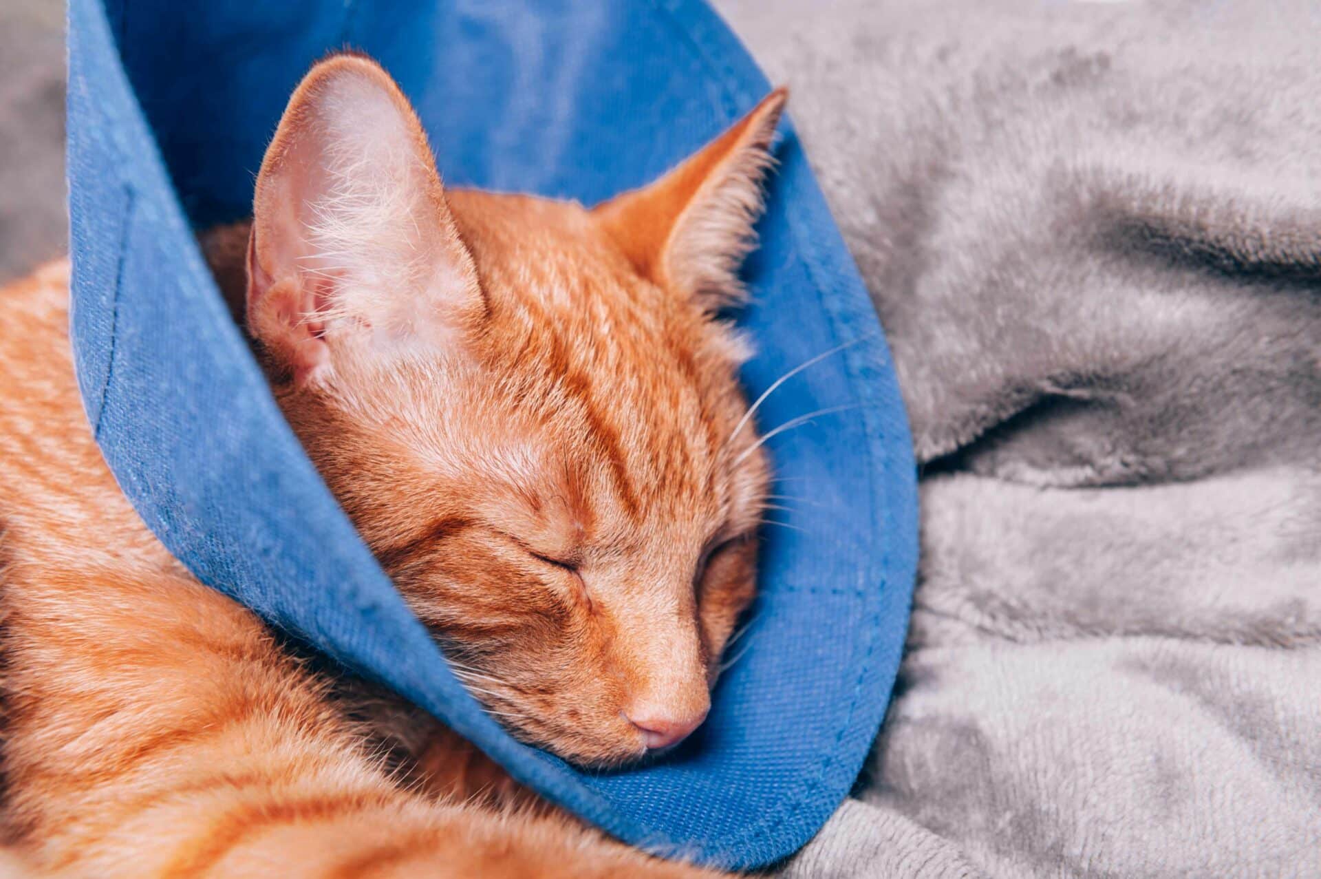 Surgical Solutions to Enhance Your Pet's Health & Well-being | Schedule a Consultation Today!