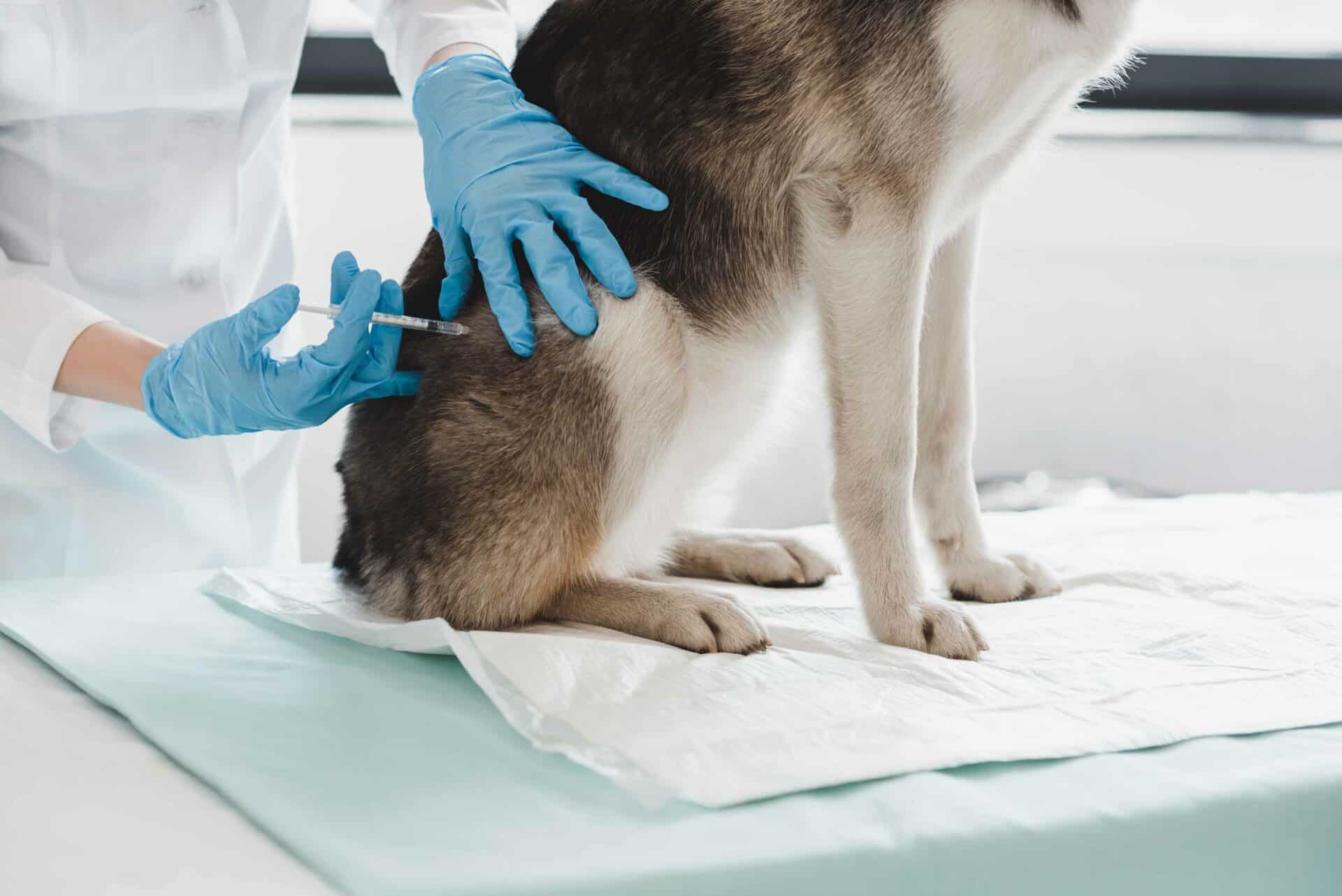 Vaccinations: A Shield for Their Health